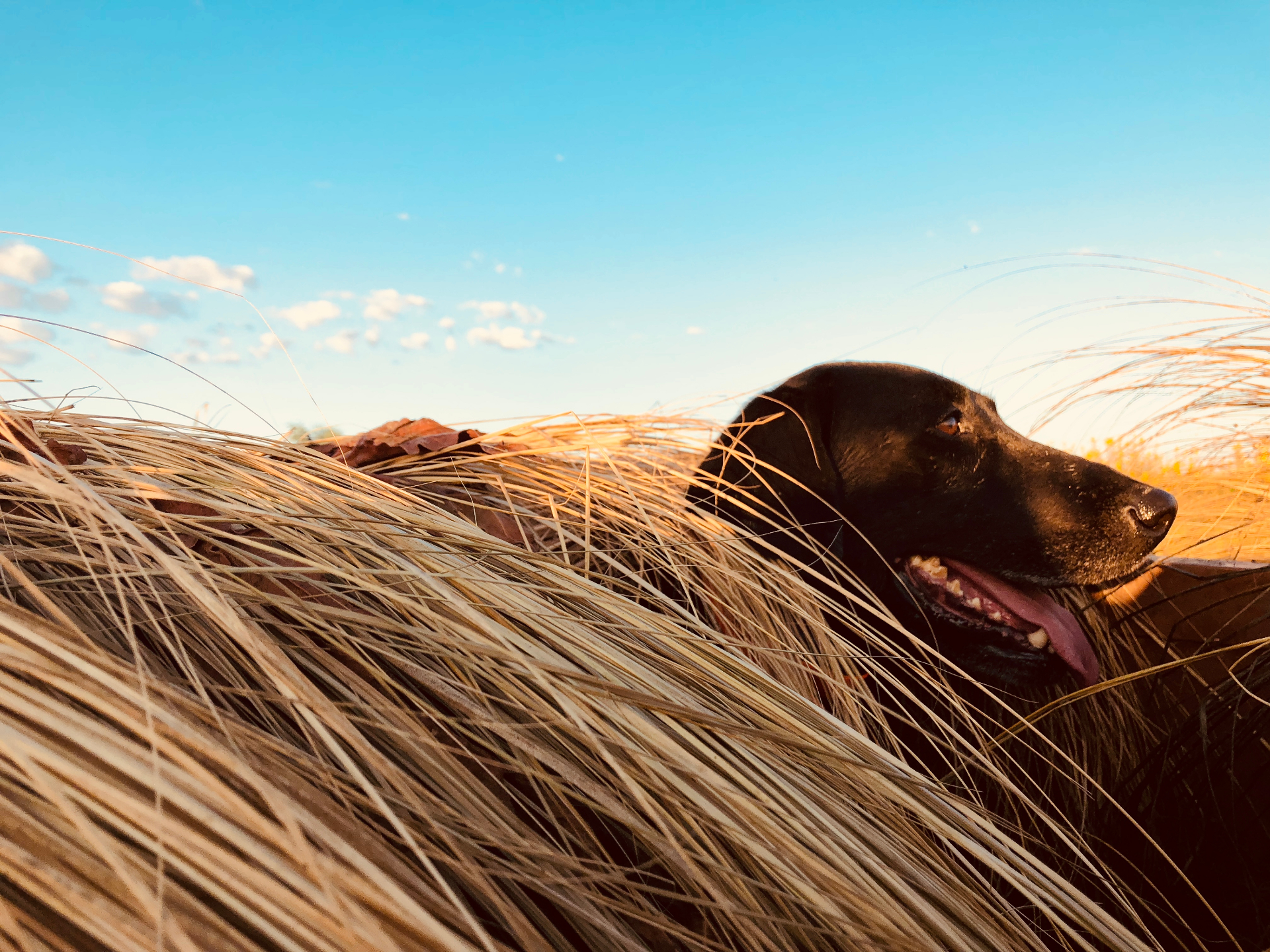 A black Labrador retriever resting in tall golden field grass under a soft blue sky